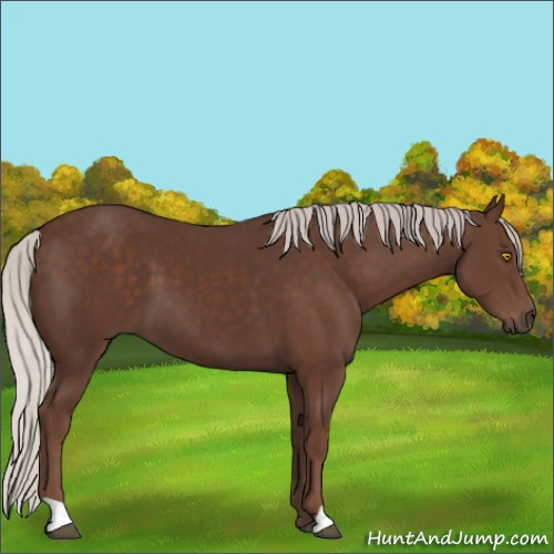 Horse Color:Silver Black
