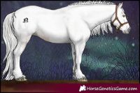 Horse Color:Gray Silver Amber Champagne Roan Splash Tobiano Frame Appaloosa 