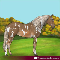 Horse Color:White Spotted Chocolate Palomino Sabino 