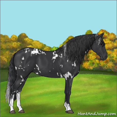 Horse Color:White Spotted Black Sabino