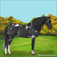 Horse Color:White Spotted Black Sabino 