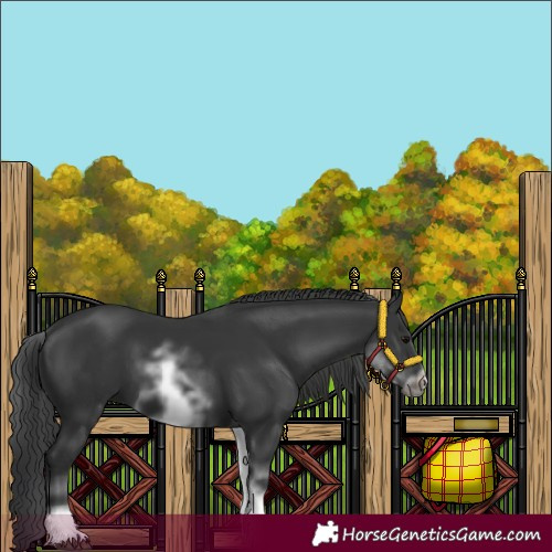 Horse Color:White Spotted Black Sabino Frame