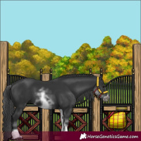 Horse Color:White Spotted Black Sabino Frame