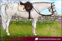 Horse Color:Silver Black Splash Appaloosa 