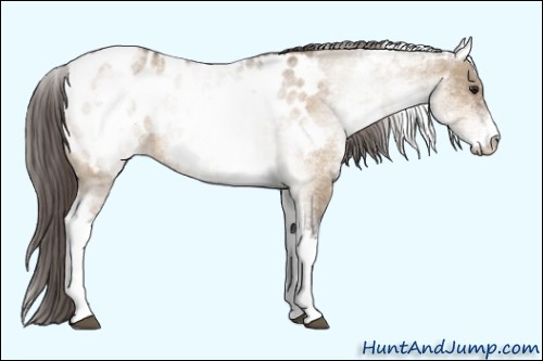 Horse Color:White Spotted Brown Dun Appaloosa 