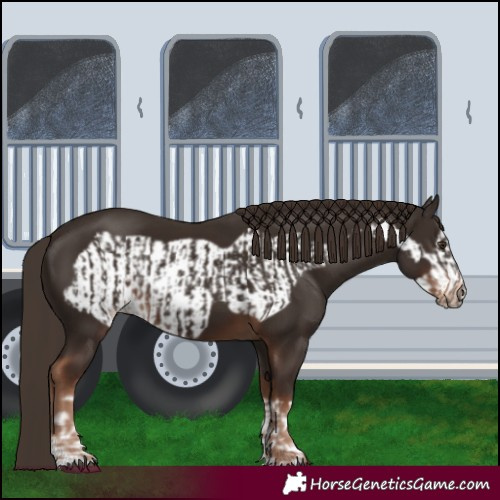 Horse Color:Liver Chestnut  and Liver Chestnut Frame 