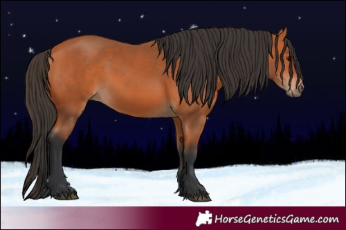 Horse Color:Bay 