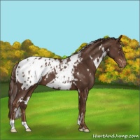 Horse Color:White Spotted Liver Chestnut Blanket 