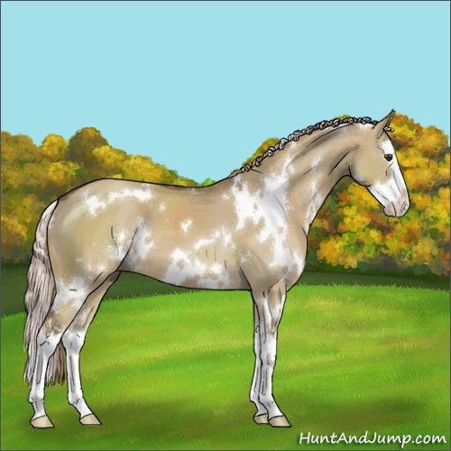 Horse Color:White Spotted Chocolate Palomino Dun Splash 