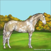 Horse Color:White Spotted Chocolate Palomino Dun Splash 