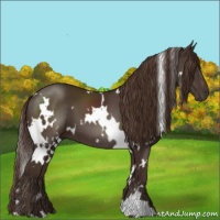 Horse Color:White Spotted Liver Chestnut 