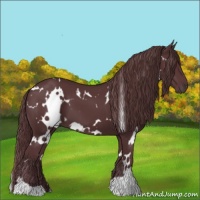 Horse Color:White Spotted Chocolate Black