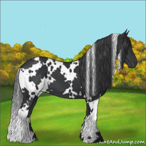 Horse Color:White Spotted Black 