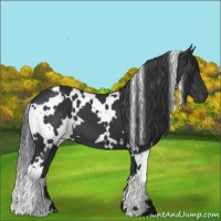 Horse Color:White Spotted Black 