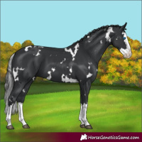 Horse Color:White Spotted Black Splash