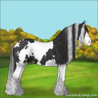 Horse Color:White Spotted Liver Chestnut Splash 
