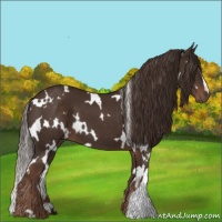 Horse Color:White Spotted Liver Chestnut 