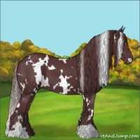 Horse Color:White Spotted Chocolate Black
