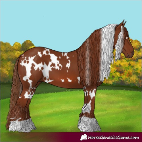 Horse Color:White Spotted Chestnut 