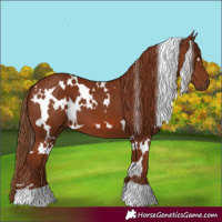 Horse Color:White Spotted Chestnut 