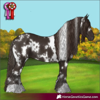 Horse Color:White Spotted Liver Chestnut