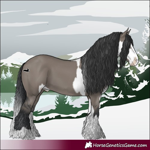 Horse Color:Grullo Sabino Splash  and Grullo Sabino Splash 