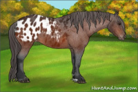 Horse Color:Bay Appaloosa Rabicano 