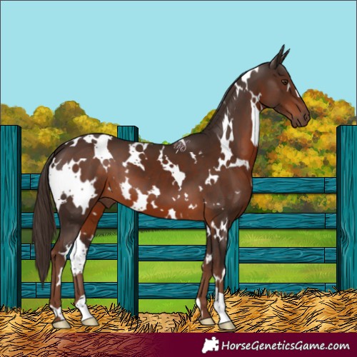 Horse Color:White Spotted Liver Chestnut 
