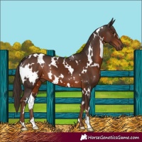Horse Color:White Spotted Liver Chestnut 