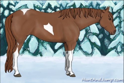 Horse Color:Chestnut Tobiano 