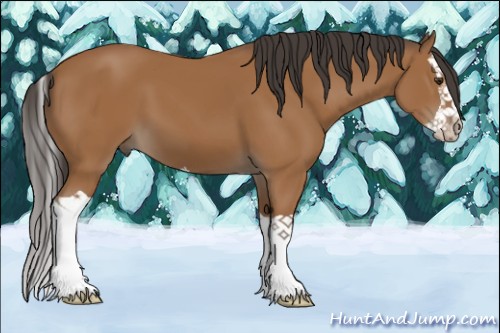 Horse Color:Bay Splash 