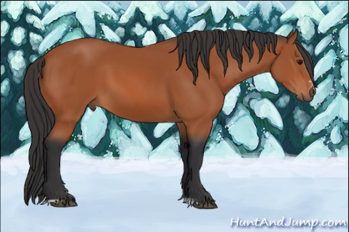 Horse Color:Bay Sabino Rabicano 