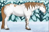 Horse Color:White Spotted Chestnut 