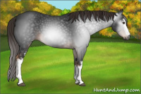 Horse Color:Gray White Spotted Liver Chestnut 