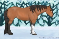 Horse Color:Bay Roan 