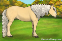 Horse Color:Palomino 