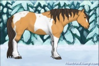 Horse Color:Buckskin Tobiano 