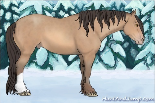 Horse Color:Amber Champagne 