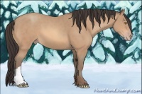 Horse Color:Amber Champagne 