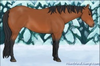 Horse Color:Bay Sabino 