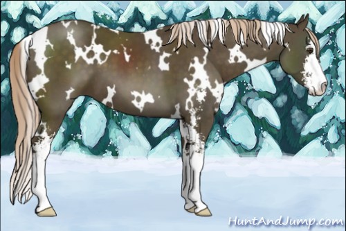 Horse Color:White Spotted Chocolate Palomino Sabino 