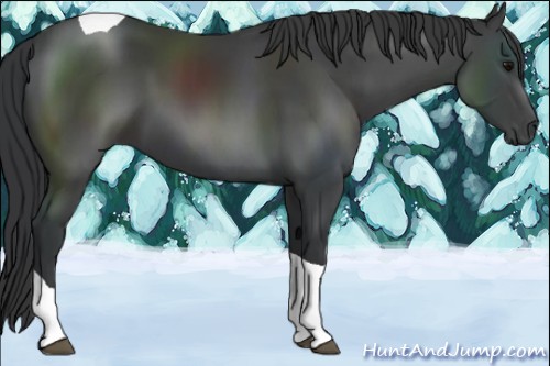 Horse Color:Black Sabino Tobiano 