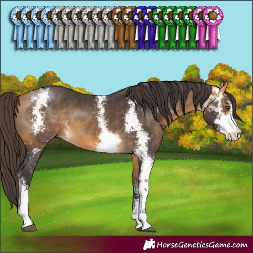 Horse Color:Buckskin Sabino 