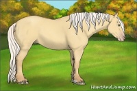 Horse Color:Silver Amber Cream Champagne Dun 
