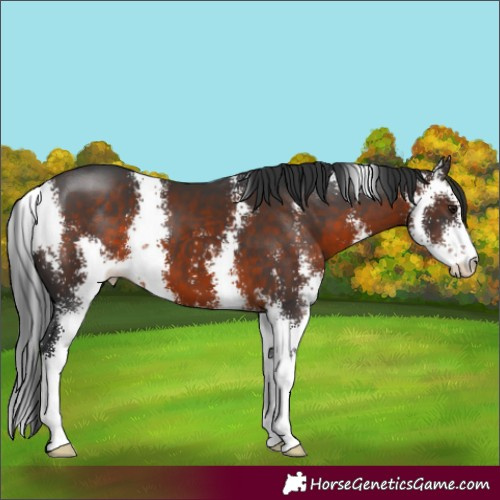 Horse Color:Brown Sabino 