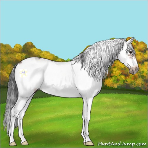 Horse Color:Bay Sabino Frame 