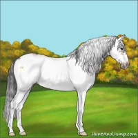 Horse Color:Bay Sabino Frame 