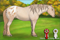 Horse Color:Gold Champagne Appaloosa 