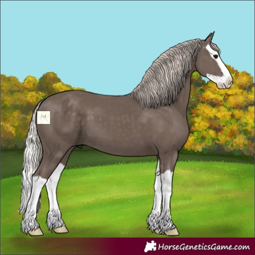 Horse Color:Silver Black Splash