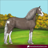 Horse Color:Silver Black Splash